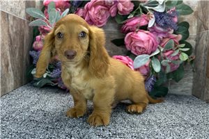 Theo - puppy for sale