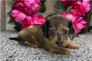 Dido - puppy for sale