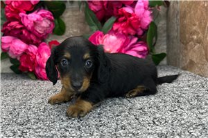 Dillie - Dachshund for sale
