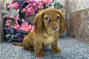 Terra - Dachshund for sale