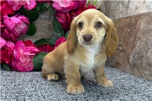Thornton - Dachshund for sale