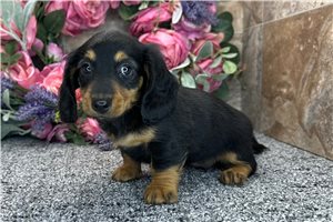 Dillie - Dachshund, Tweenie for sale