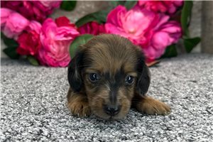 Dave - Dachshund for sale