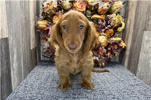 Thomas - Tweenie Dachshund for sale