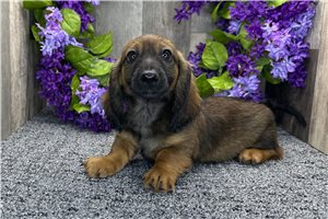 Liam - Dachshund, Tweenie for sale
