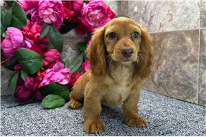 Terra - Dachshund, Tweenie for sale