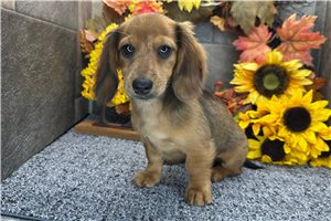 Dido - puppy for sale
