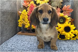 Davis - Dachshund, Tweenie for sale