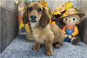 Davis - Tweenie Dachshund for sale