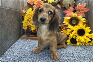 Dibby - puppy for sale