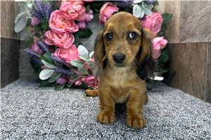 Dibby - Dachshund, Tweenie for sale