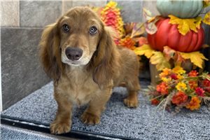 Teddy - puppy for sale