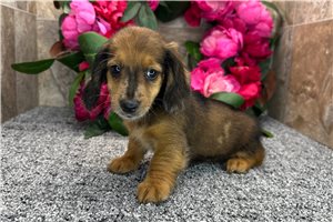 Dave - Dachshund, Tweenie for sale