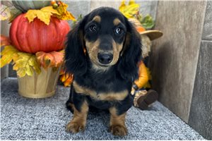 Dillie - Tweenie Dachshund for sale