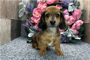 Dave - Dachshund, Tweenie for sale