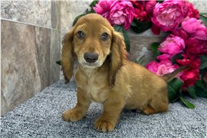 Teddy - puppy for sale