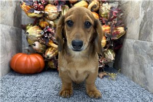 Davis - Dachshund, Tweenie, placed in South Bend / Michiana