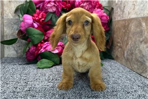 Theo - Dachshund, Tweenie for sale