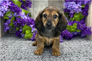 Lily - Tweenie Dachshund for sale