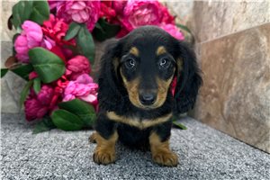 Dillie - Dachshund, Tweenie for sale