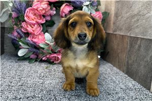 Davis - Dachshund, Tweenie for sale