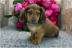 Davis - Dachshund, Tweenie for sale