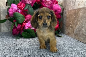 Dido - Dachshund, Tweenie for sale