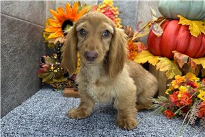 Theo - puppy for sale