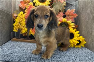 Dave - puppy for sale