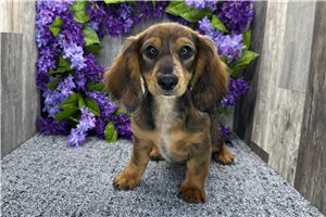 Lucas - Dachshund, Tweenie for sale