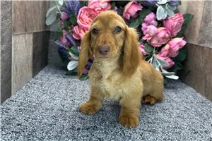 Theo - Dachshund, Tweenie for sale