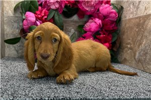 Thomas - Dachshund, Tweenie for sale