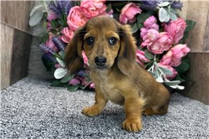Dido - Dachshund, Tweenie for sale