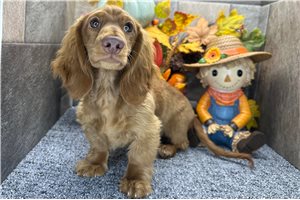 Thomas - Tweenie Dachshund for sale