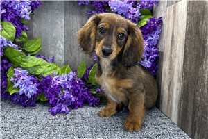 Lucas - Dachshund, Tweenie for sale