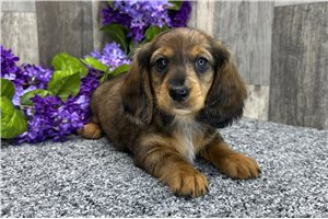Lucas - Dachshund, Tweenie for sale