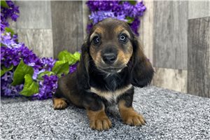 Lucy - Dachshund, Tweenie for sale
