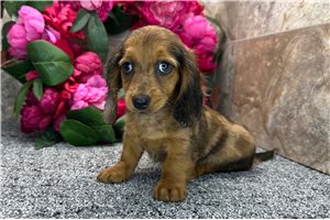 Dibby - Dachshund, Tweenie for sale