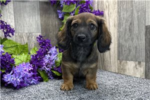 Liam - Dachshund, Tweenie for sale