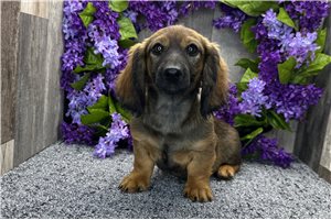 Liam - Dachshund, Tweenie for sale