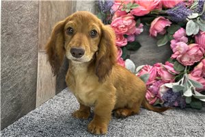 Teddy - Dachshund, Tweenie for sale
