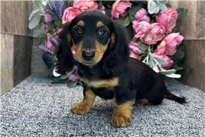 Dillie - Dachshund, Tweenie for sale