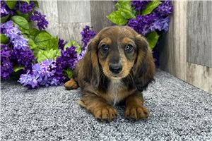 Lucas - Tweenie Dachshund for sale