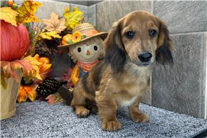 Dave - Tweenie Dachshund for sale