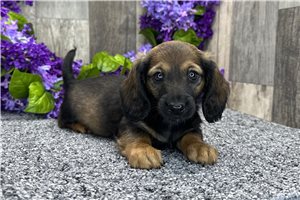 Liam - Dachshund, Tweenie for sale
