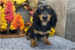 Dillie - puppy for sale