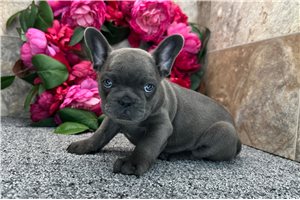 Fallon - French Bulldog for sale
