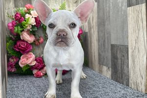 Cameo - French Bulldog for sale