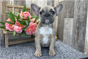 Cali - French Bulldog for sale