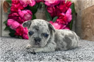Felicity - puppy for sale
